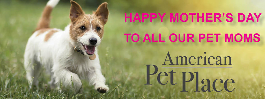 A PUP NEEDS A MOM TOO.  Happy Dog Mother's Day