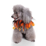 Dog Halloween Collar