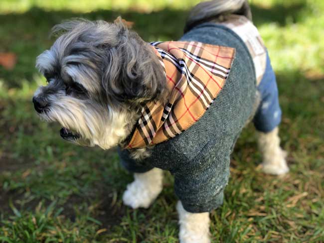 Toby's Dapper / Preppy One Piece Jumper Puppy Outfit