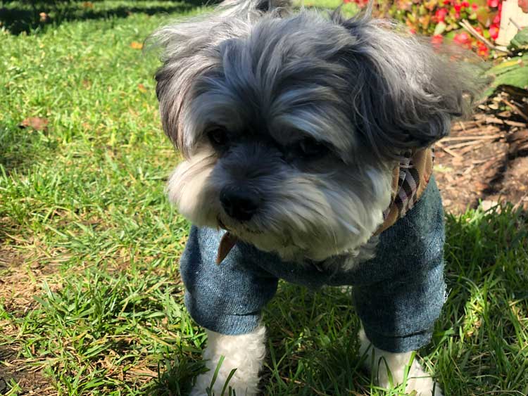 Toby's Dapper / Preppy One Piece Jumper Puppy Outfit