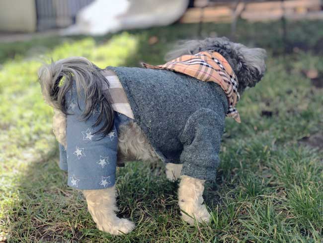 Toby's Dapper / Preppy One Piece Jumper Puppy Outfit
