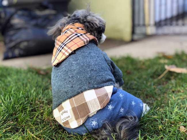 Toby's Dapper / Preppy One Piece Jumper Puppy Outfit