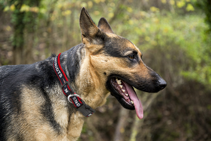 New England Patriots Collar