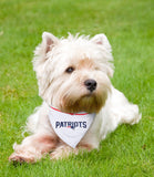 Patriots Bandana