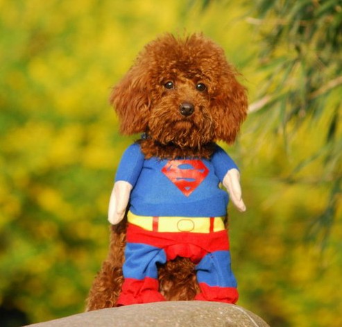 SUPER HERO CAT OR DOG COSTUME