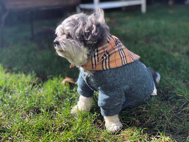 Toby's Dapper / Preppy One Piece Jumper Puppy Outfit